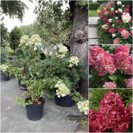 Гортензія волотиста "Даймонд Руж"/  (Hydrandea paniculata) "Diamond Rouge"/Н 100+ см/контейнер C15 L