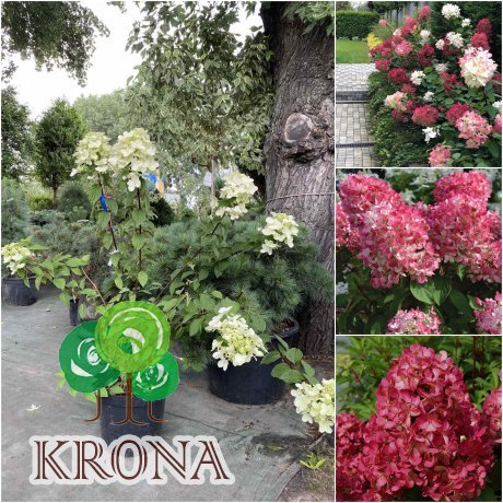 Саджанці купити Гортензія волотиста "Даймонд Руж"/  (Hydrandea paniculata) "Diamond Rouge"/Н 100+ см/контейнер C15 L
