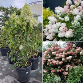 Гортензія волотиста (Hydrangea paniculata) "Phantom"/Н 110-120 см/контейнер С 25 L