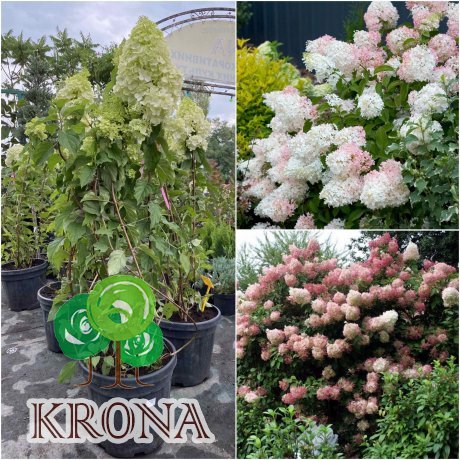 Саджанці купити Гортензія волотиста (Hydrangea paniculata) "Phantom"/Н 110-120 см/контейнер С 25 L