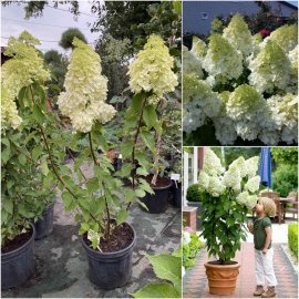 Гортензія волотиста (Hydrandea paniculata) "Polar Bear" /Н 120-130 см/ контейнер C12 L Гортензія волотиста (Hydrandea paniculata) "Polar Bear" /Н 120-130 см/ контейнер C12 L