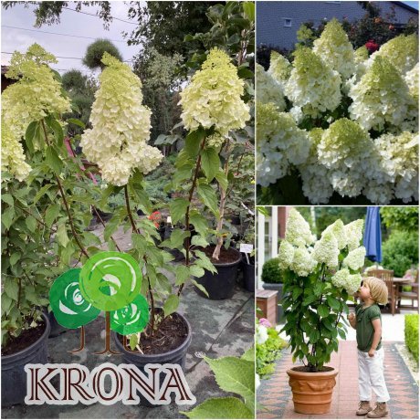 Саджанці купити Гортензія волотиста  (Hydrandea paniculata) "Polar Bear" /Н 120-130 см/ контейнер C12 L
