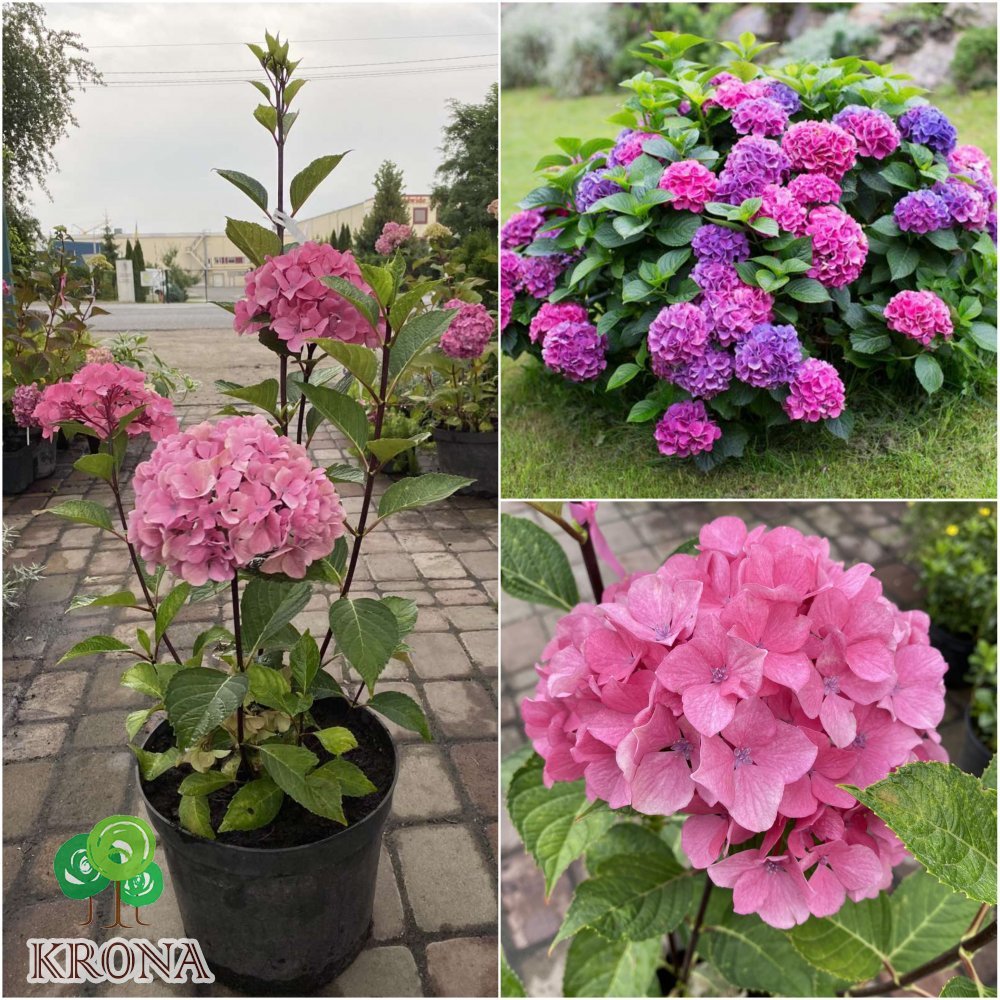 Саджанці купити Гортензія крупнолистова (Hydrangea macropylla) "Style Pink"/Н 80 см/контейнер С5 L