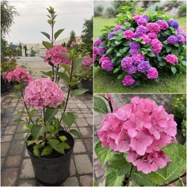 Гортензія крупнолистова (Hydrangea macropylla) "Style Pink"/Н 80 см/контейнер С5 L