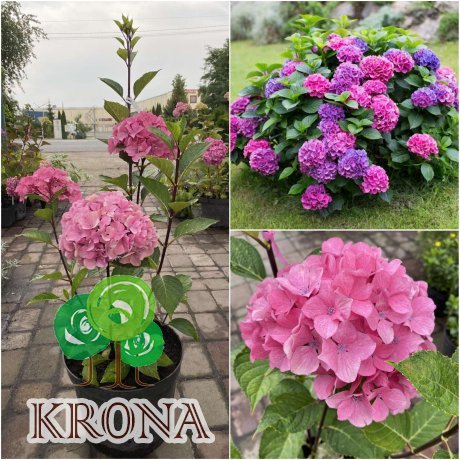 Саджанці купити Гортензія крупнолистова (Hydrangea macropylla) "Style Pink"/Н 80 см/контейнер С5 L