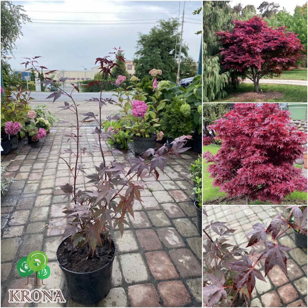 Саджанці купити Клен пальмовий (Acer palmatum) "Atropurpureum" /Атропурпуреум/ H 80-120 см / контейнер С 10 L