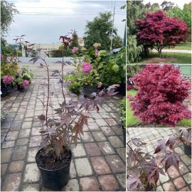 Клен пальмовий (Acer palmatum) "Atropurpureum" /Атропурпуреум/ H 80-120 см / контейнер С 10 L Клен пальмовий (Acer palmatum) "Atropurpureum" /Атропурпуреум/ H 80-120 см / контейнер С 10 L