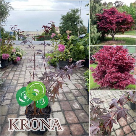Саджанці купити Клен пальмовий (Acer palmatum) "Atropurpureum" /Атропурпуреум/ H 80-120 см / контейнер С 10 L