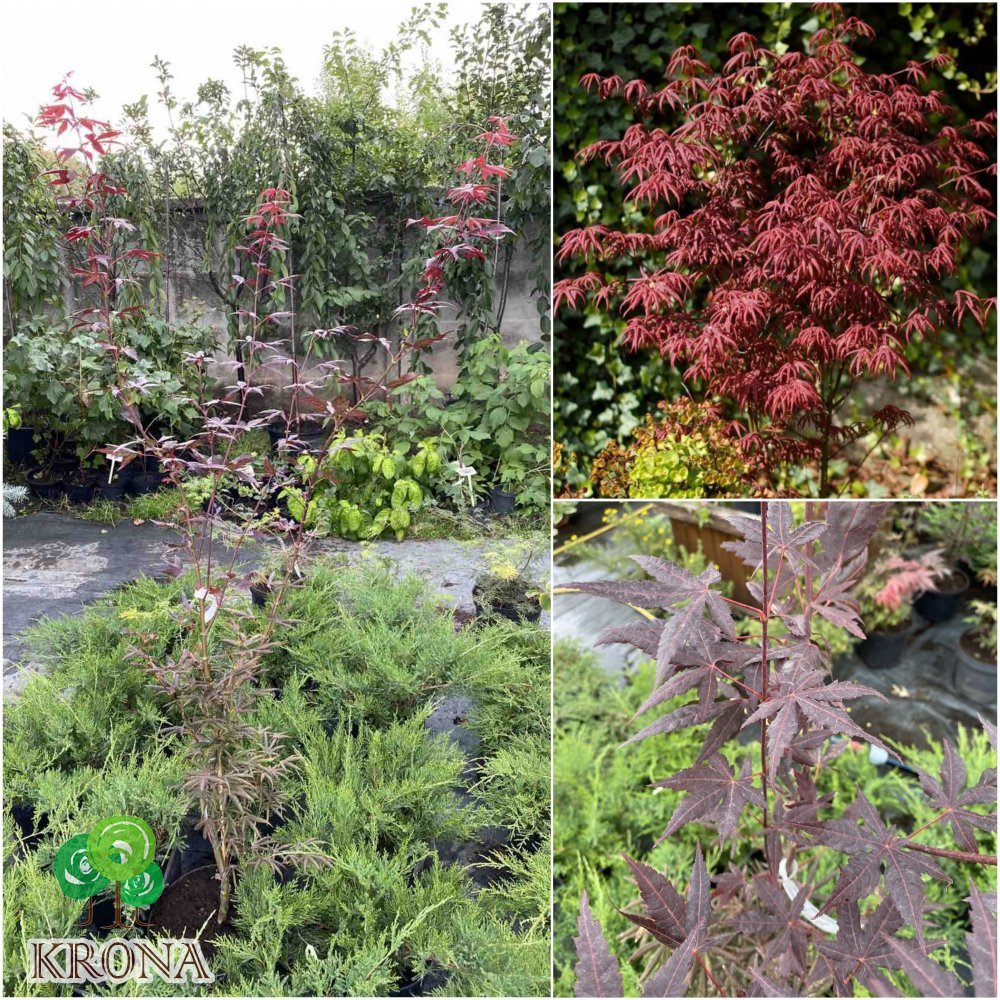 Саджанці купити Клен віяловий (Acer palmatum) "Starfish" /Н 150 см/контейнер C5 L