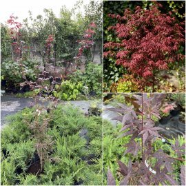 Клен віяловий (Acer palmatum) "Starfish" /Н 150 см/контейнер C5 L