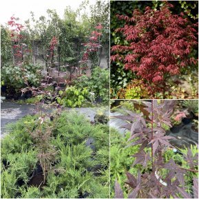Клен віяловий (Acer palmatum) "Starfish" /Н 150 см/контейнер C5 L