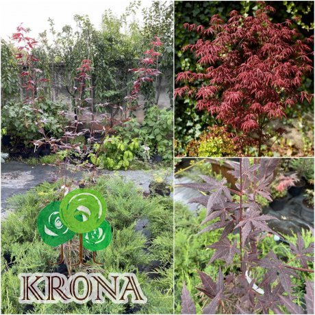 Саджанці купити Клен віяловий (Acer palmatum) "Starfish" /Н 150 см/контейнер C5 L