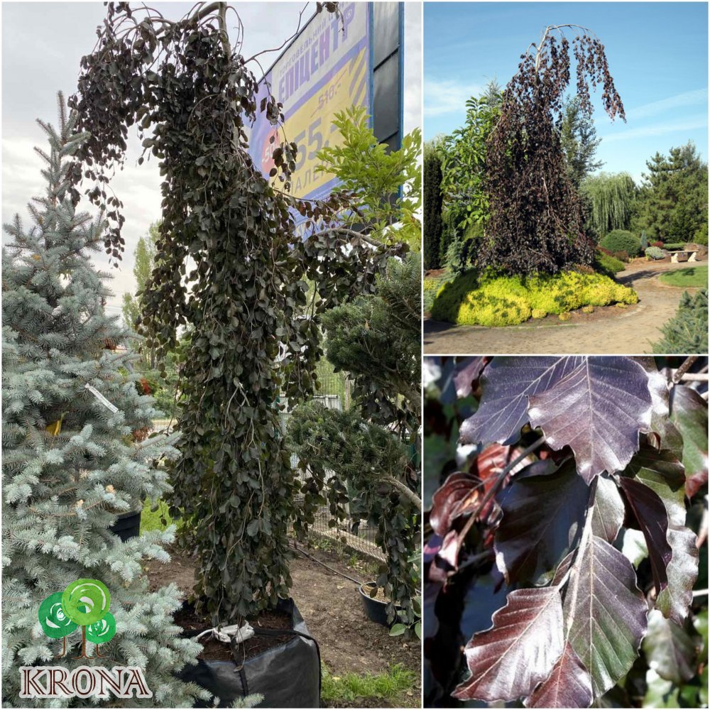 Саджанці купити Бук лісовий (Fagus sylvatica) "Black Swan" /Н 350+ см/ контейнер big bag