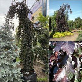 Бук лісовий (Fagus sylvatica) "Black Swan" /Н 350+ см/ контейнер big bag Бук лісовий (Fagus sylvatica) "Black Swan" /Н 350+ см/ контейнер big bag