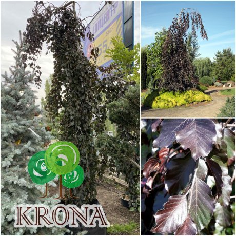 Саджанці купити Бук лісовий (Fagus sylvatica) "Black Swan" /Н 350+ см/ контейнер big bag