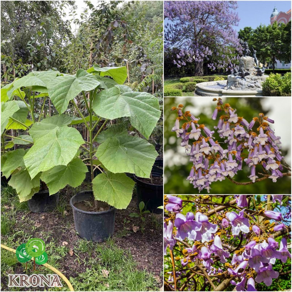 Саджанці купити Павловнія повстяна (Paulownia tomentosa) або Адамове дерево /Н 80-100 см/ контейнер