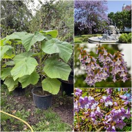 Павловнія повстяна (Paulownia tomentosa) або Адамове дерево /Н 80-100 см/ контейнер Павловнія повстяна (Paulownia tomentosa) або Адамове дерево /Н 80-100 см/ контейнер