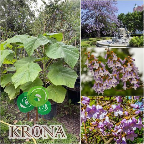 Саджанці купити Павловнія повстяна (Paulownia tomentosa) або Адамове дерево /Н 80-100 см/ контейнер