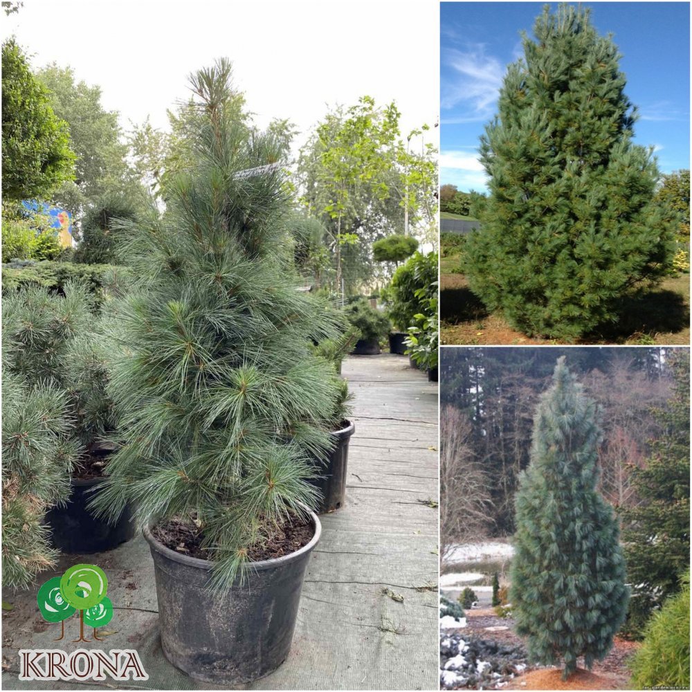 Саджанці купити Сосна Веймутова (Pinus strobus) "Fastigiata"/H 120-130 см/контейнер С20 L
