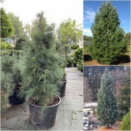 Сосна Веймутова (Pinus strobus) "Fastigiata"/H 120-130 см/контейнер С20 L