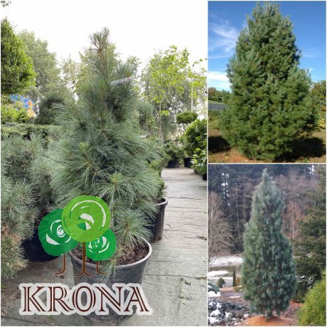 Саджанці купити Сосна Веймутова (Pinus strobus) "Fastigiata"/H 120-130 см/контейнер С20 L
