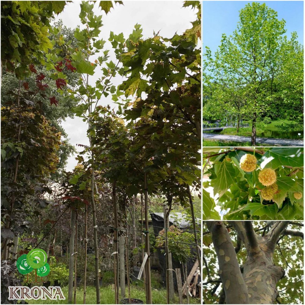 Саджанці купити Платан кленолистий (Platanus acerifolia) / H 400-500 см/АЛЕ 17-21 см/ контейнер 