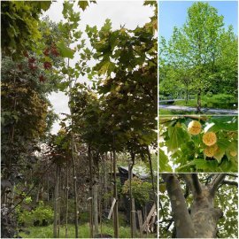 Платан кленолистий (Platanus acerifolia) / H 400-500 см/АЛЕ 17-21 см/ контейнер 