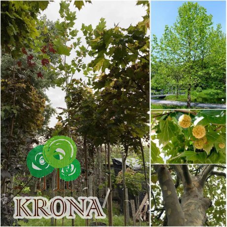 Саджанці купити Платан кленолистий (Platanus acerifolia) / H 400-500 см/АЛЕ 17-21 см/ контейнер 