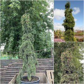 Ялиця біла (Abies alba) "Pendula"/Н 300-350 см/контейнер