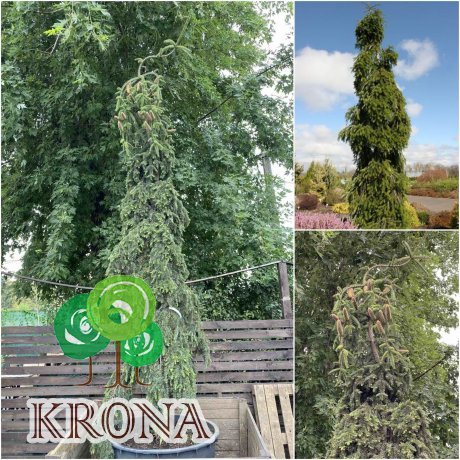 Саджанці купити Ялиця біла (Abies alba) "Pendula"/Н 300-350 см/контейнер