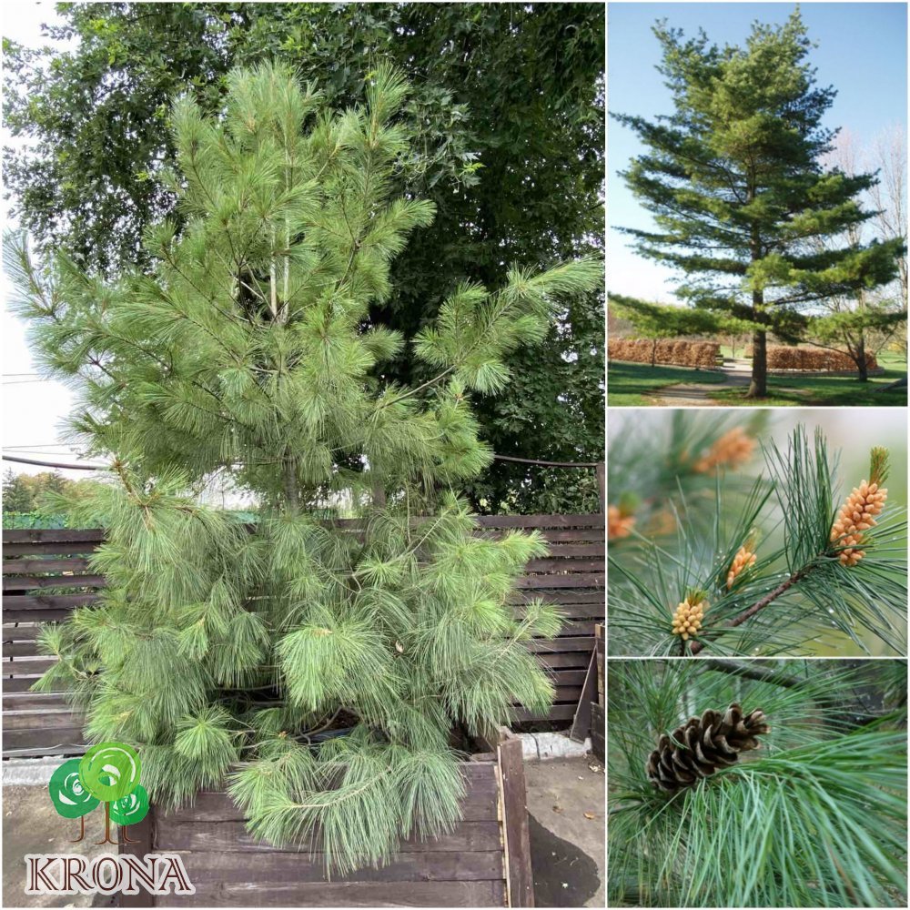 Саджанці купити Сосна Веймутова (Pinus strobus) / H 380-400 см / контейнер С90 L