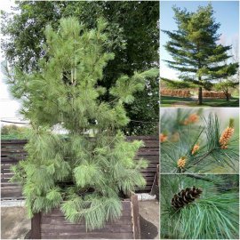 Сосна Веймутова (Pinus strobus) / H 380-400 см / контейнер С90 L