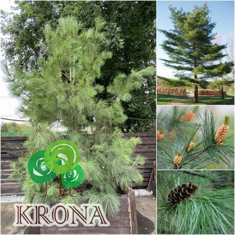 Саджанці купити Сосна Веймутова (Pinus strobus) / H 380-400 см / контейнер С90 L