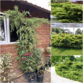 Ялівець середній (Juniperus media) "Pfitzeriana" / H 200+ см / контейнер