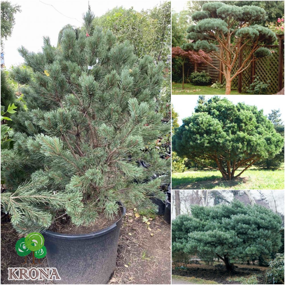 Саджанці купити Сосна звичайна (Pinus sylvestris) "Watereri" /Н 150 см/контейнер
