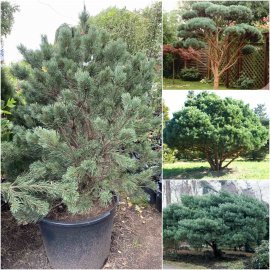 Сосна звичайна (Pinus sylvestris) "Watereri" /Н 150 см/контейнер