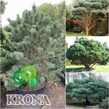 Саджанці купити Сосна звичайна (Pinus sylvestris) "Watereri" /Н 150 см/контейнер