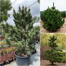 Сосна чорна (Pinus nigra) "Oregon Green" /H 220-240 см+/ кому