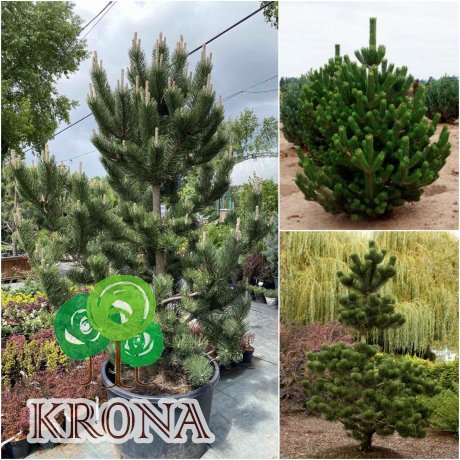 Саджанці купити Сосна чорна (Pinus nigra) "Oregon Green" /H 220-240 см+/ кому