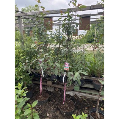 Саджанці купити Яблуня декоративна (Malus) "Ola" /H 200-230 см+/контейнер С10 L