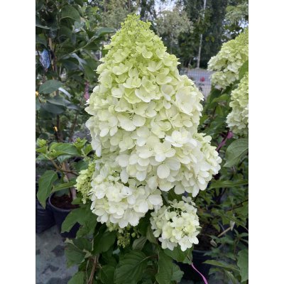 Саджанці купити Гортензія волотиста (Hydrangea paniculata) "Phantom"/Н 110-120 см/контейнер С 25 L