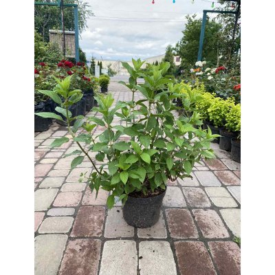 Саджанці купити Гортензія волотиста "Лайм Лайт"/ (Hydrangea paniculata) "Limelight" / контейнер C7.5 L