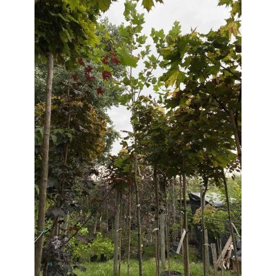 Саджанці купити Платан кленолистий (Platanus acerifolia) / H 400-500 см/АЛЕ 17-21 см/ контейнер 