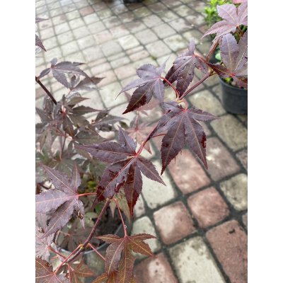 Саджанці купити Клен пальмовий (Acer palmatum) "Atropurpureum" /Атропурпуреум/ H 80-120 см / контейнер С 10 L