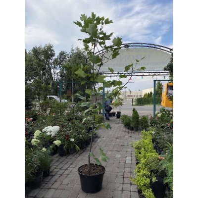 Саджанці купити Тюльпанове дерево (Liriodendron tulipifera) / H 220 см / АЛЕ 6-8 см / контейнер