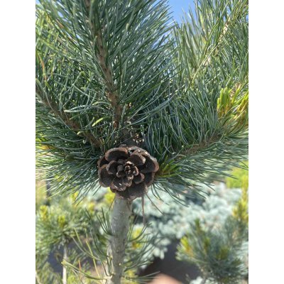 Саджанці купити Сосна дрібноквіткова (Pinus parviflora) "Negishi"/Н 120 см+/контейнер