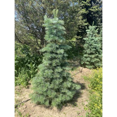 Саджанці купити Ялиця одноколірна (Abies concolor) /Н 150 см/ ком