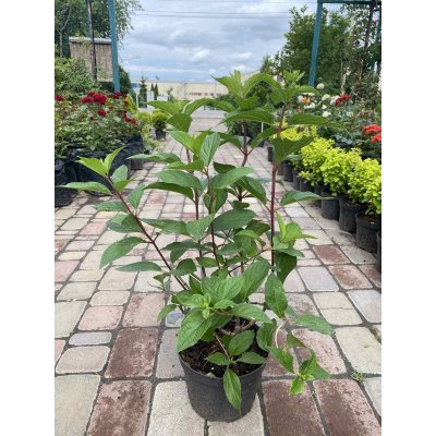 Саджанці купити Гортензія волотиста "Стробері Блоссом "  (Hydrandea paniculata) "Strawberry Blossom" / контейнер C3 L