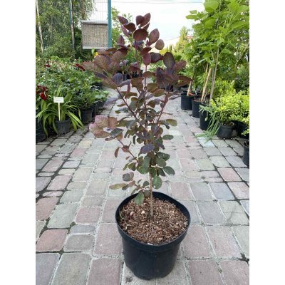 Саджанці купити Скумпія шкіряна (Cotinus coggygria) "Royal Purple" /Н 100 см+/ контейнер C7.5 L