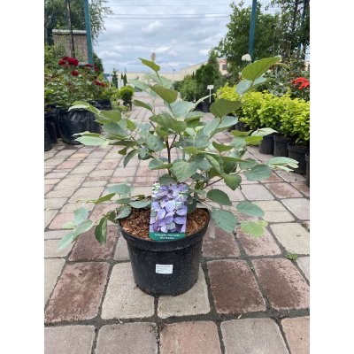 Саджанці купити Фотергіла середня (Fothergilla intermedia) "Blue Shadow" /Н 40 см/ контейнер С7.5 L
